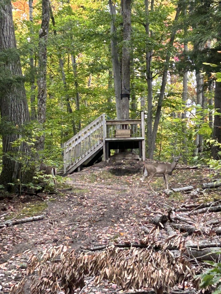 A deer grazes near a wooden observation platform in a forested area with autumn foliage.